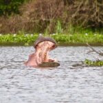 Day Tour To Crescent Island In Naivasha Activity Inclusions