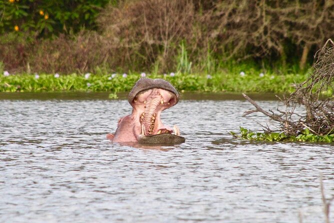 Day Tour To Crescent Island In Naivasha Activity Inclusions