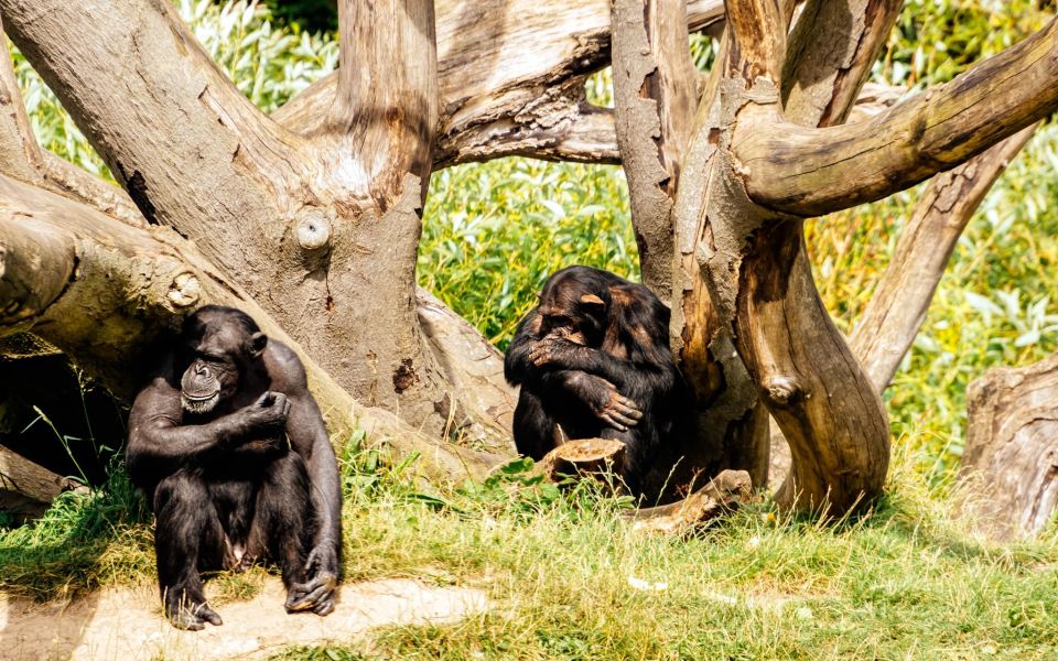 Dublin Zoo Skip-the-line Tickets and Private Transfers - Key Points