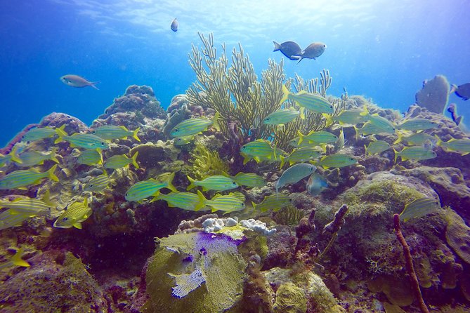 First Time Scuba Diving Experience in Punta Cana - Overview of the Scuba Diving Experience