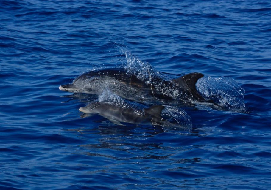 From Porto Moniz: Whale and Dolphin Watching Tour in Madeira - Key Points