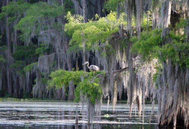 Honey Island Swamp Boat Tour - Key Points