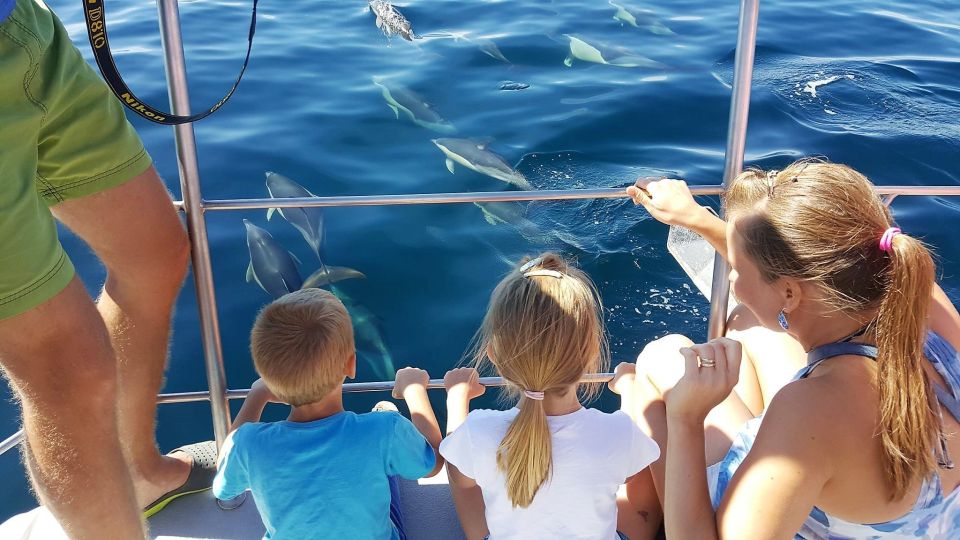 Lagos: Dolphin Watching Catamaran Cruise - Key Points