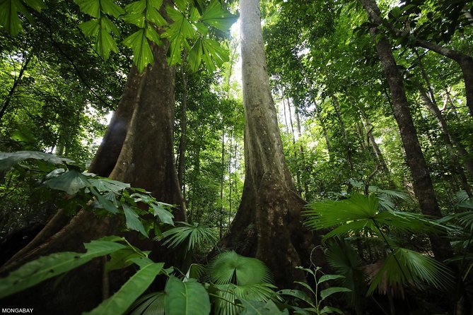 Los Haitises National Park Tour From Las Terrenas or Samana (Half Day Trip) - Key Points