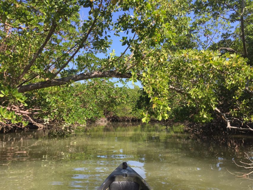 Marco Island: Mangrove Maze Kayak Tour (2hrs) - Key Points