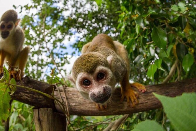 Monkeyland & Zipline Half Day Adventure From Punta Cana - Key Points