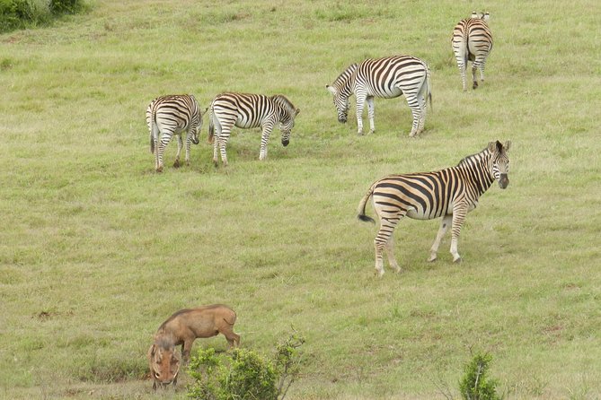 Port Elizabeth Shore Excursion: Addo Elephant Full Day Safari &BraaiLunch(BBQ) - Addo Elephant Park Safari