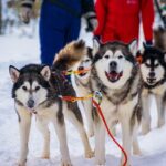 Small Group Husky Safari And Snowmobile Experience In Rovaniemi Key Points