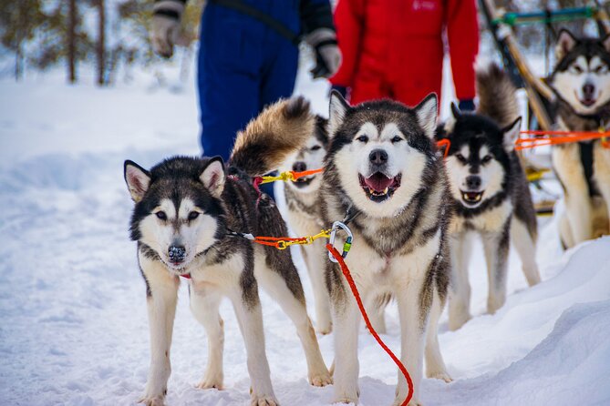 Small Group Husky Safari And Snowmobile Experience In Rovaniemi Key Points