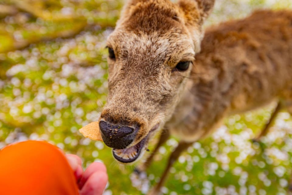 1-Day Walking Tour in Nara: Review - Key Points