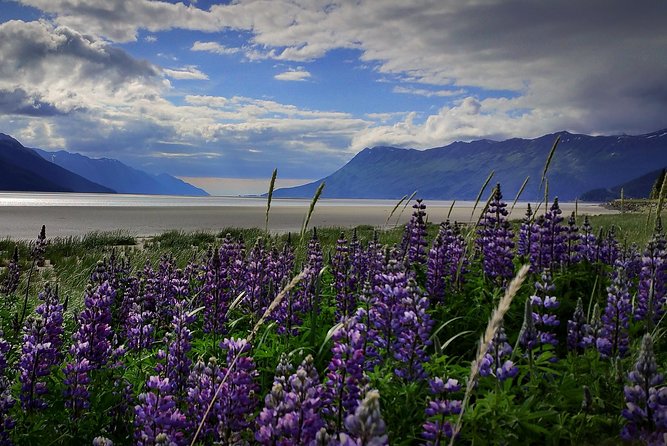 11 Am Wilderness, Wildlife, Glacier Experience From Anchorage - Key Points