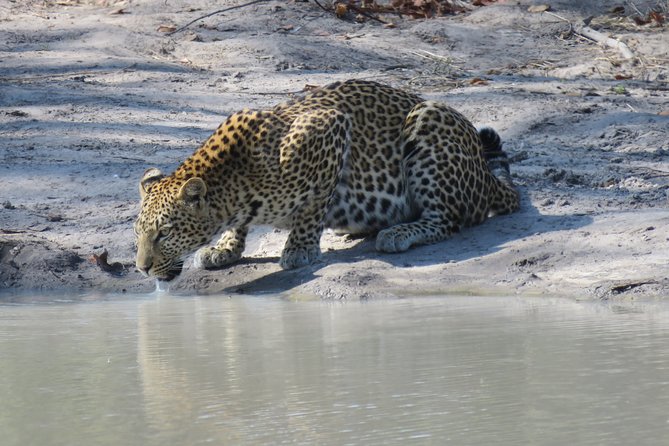 1 Day Moremi Game Drive Safari, Guided - Overview of the Safari Tour