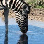 10 Day Namibia Hightlights Guided Tour From Windhoek Tour Highlights