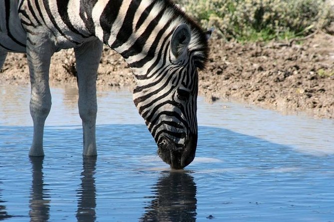 10 Day Namibia Hightlights Guided Tour From Windhoek Tour Highlights