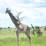 2 Days 1 Night Mikumi National Park From Dar Es Salaam Exciting Safari Activities