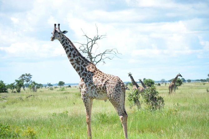 2 Days 1 Night Mikumi National Park From Dar Es Salaam - Exciting Safari Activities