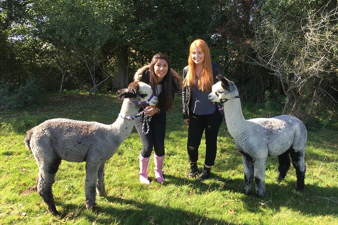 2 Hour Alpaca Farm Experience In Kenilworth Experience Overview