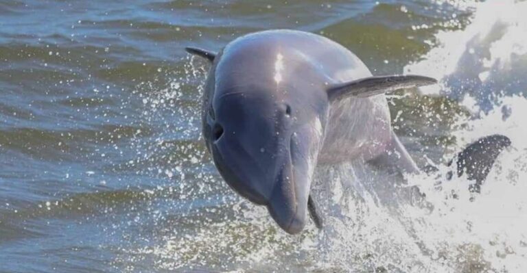 2 Hour Dolphin And Nature Eco Tour From Orange Beach Tour Duration And Pricing