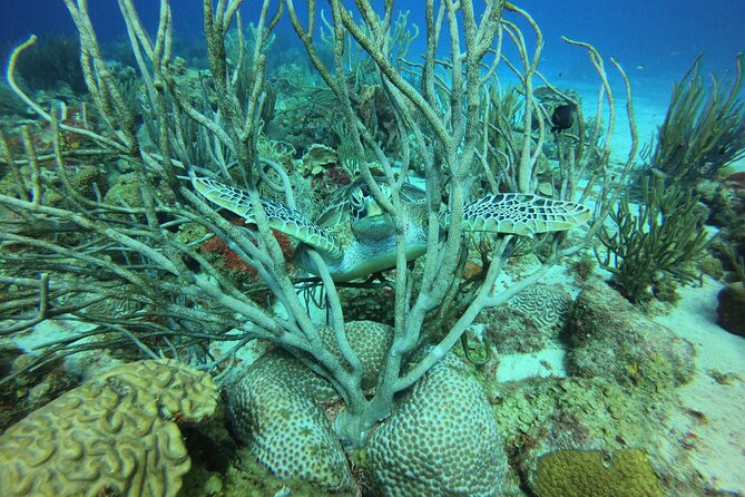 2 Tank Guided Shore Dive - Exploring Coral Reefs and Wrecks