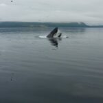 3.5 Hour Crowd Skipping Whale Tour In Juneau Alaska Tour Overview And Features