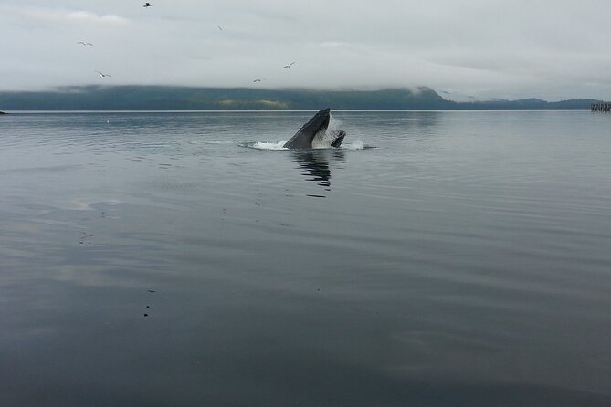 3.5 Hour Crowd-Skipping Whale Tour in Juneau Alaska - Tour Overview and Features