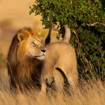 3 Days Masai Mara Safari From Nairobi Wildlife Encounters