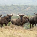 4 Day Budget Tarangire, Serengeti, Ngorongoro Safari Guided Tour Tour Details