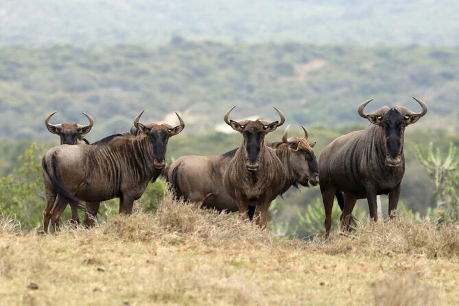 4 Day Budget Tarangire, Serengeti, Ngorongoro Safari Guided Tour Tour Details