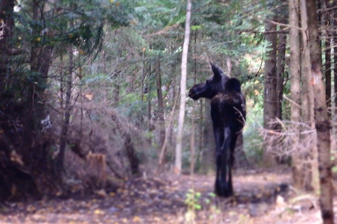 4 Day Canadian Camping Road Trip (moose On The Loose) Trip Overview