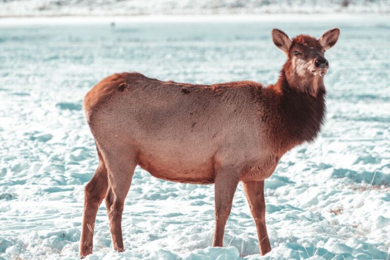 4 Day Winter Yellowstone Tour Tour Overview