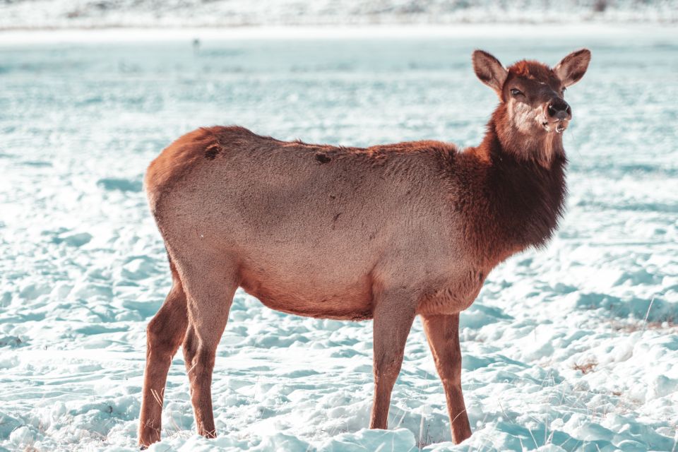 4-Day Winter Yellowstone Tour - Tour Overview