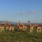 7 Day Masaai Mara, Lake Nakuru, Lake Naivasha / Hells Gate And Amboseli Safari Tour Overview