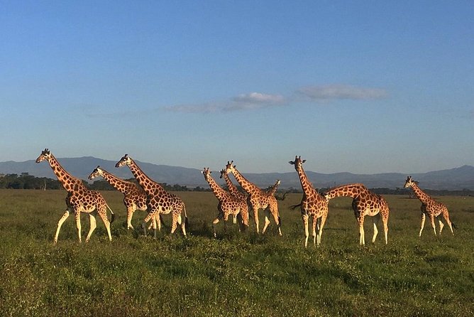 7 Day Masaai Mara, Lake Nakuru, Lake Naivasha / Hells Gate and Amboseli Safari - Tour Overview