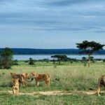 8 Day Murchison Falls, Chimp And Epic Gorilla Trekking Safari Exclusions