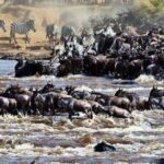 8 Days Great Wildebeest Migration Mara River Crossing Tour Overview