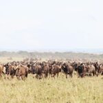 9 Day Serengeti Migration Footsteps Tanzania Safari Safari Overview