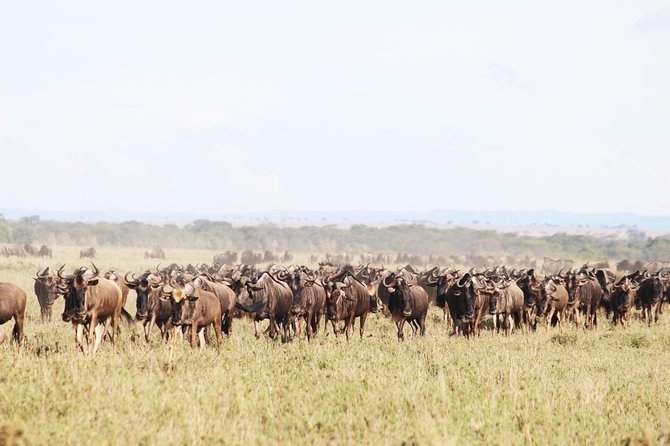 9 Day Serengeti Migration Footsteps Tanzania Safari Safari Overview