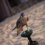 Abu Dhabi Desert Safari (dune Bashing, Bbq Dinner, Camel Ride & Sand Skii) Overview