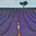 Aix En Provence: Day Trip To The Valensole Lavender Fields Tour Overview