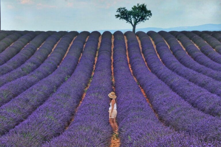 Aix En Provence: Day Trip To The Valensole Lavender Fields Tour Overview