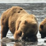 Alaska 9 Day Ocean Wildlife To Interior Wilderness Adventure Adventure Highlights