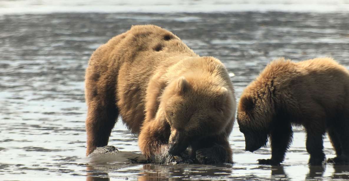 Alaska 9 Day Ocean Wildlife to Interior Wilderness Adventure - Adventure Highlights