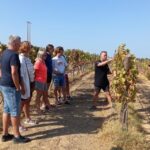 Albufeira: Winery Tour With Wine Tasting And Tapas Tour Overview And Details