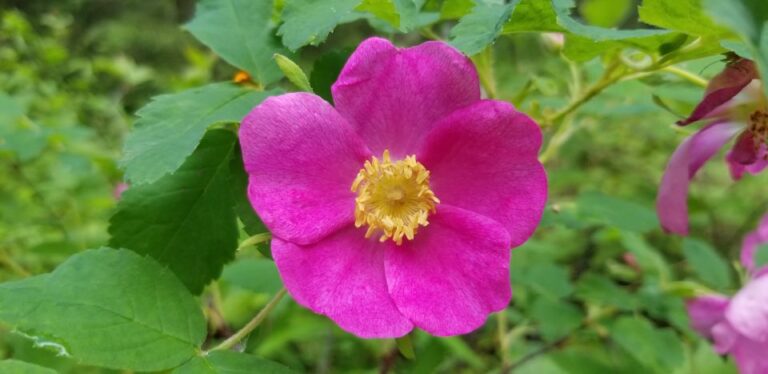 Anchorage: Botanical Garden Walking Tour Tour Overview