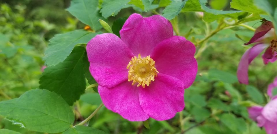 Anchorage: Botanical Garden Walking Tour - Tour Overview