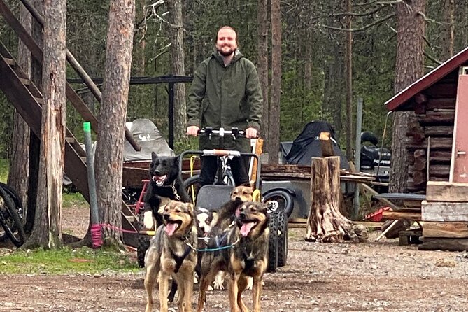 Autumn Husky Sit and Drive Cart Tour From Kiruna - Overview of the Tour