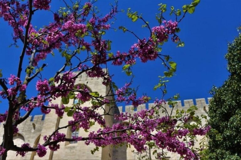 Avignon: Around The Palace Tour Tour Overview