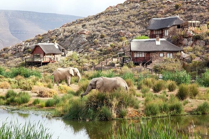 Big 5 Aquila Safari Half Day Tour and Wine Tasting - Tour Overview