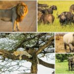 Big 5 Safari Experience At Pilanesberg National Park Experience Overview