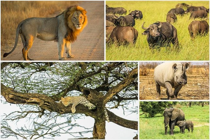 Big 5 Safari Experience At Pilanesberg National Park Experience Overview